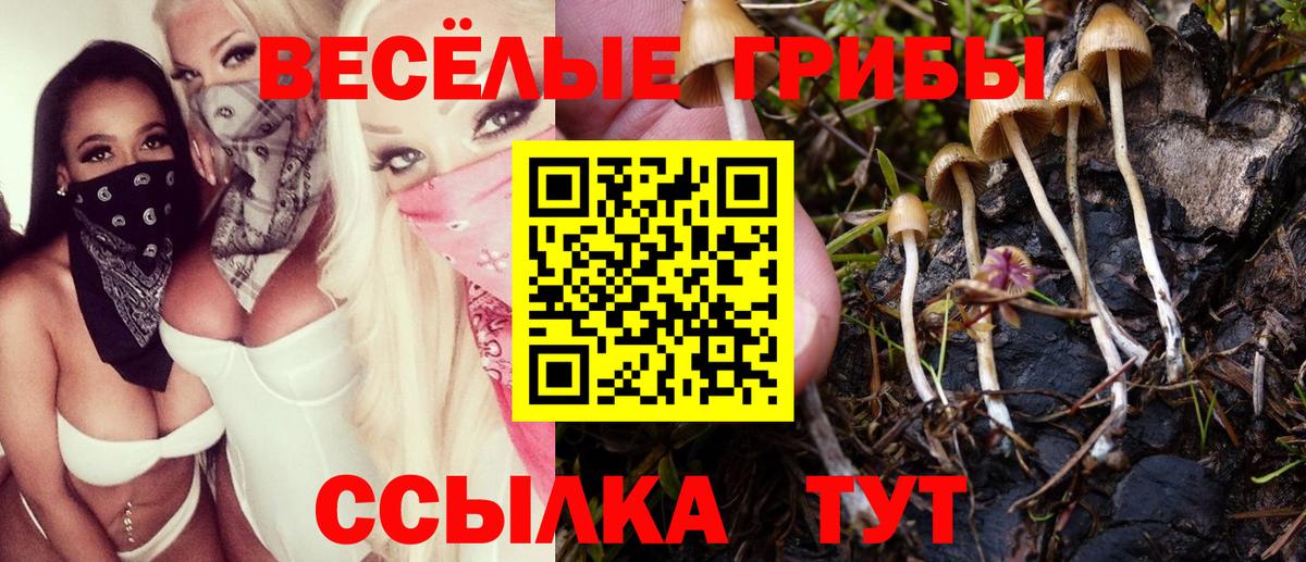 Курчалой  Галлюциногенные грибы Cubensis  Вход с VPN 